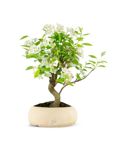 Melo bonsai | 10 anni