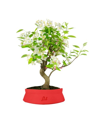 Melo bonsai | 10 anni