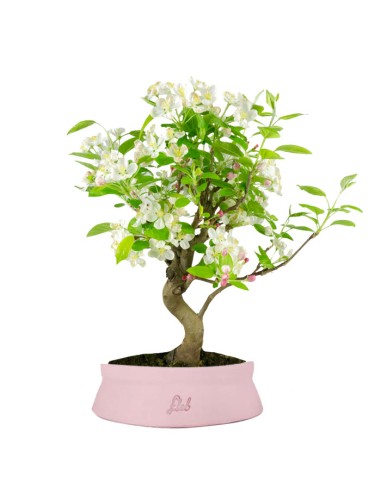 Melo bonsai | 10 anni