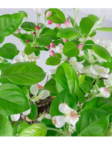 Melo bonsai | 10 anni