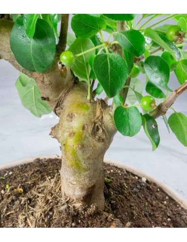 Melo bonsai | 10 anni