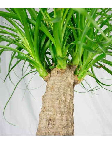 Beaucarnea Nolina Recurvata