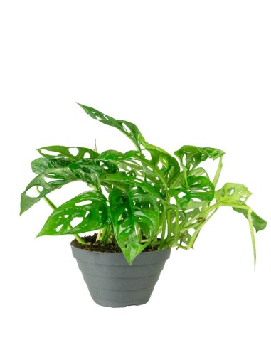 Filodendro Monstera Obliqua “Monkey...