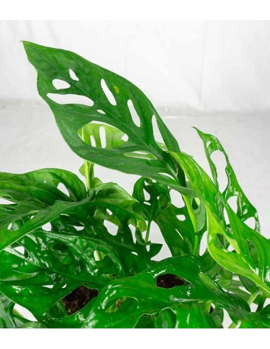 Filodendro Monstera Obliqua “Monkey...