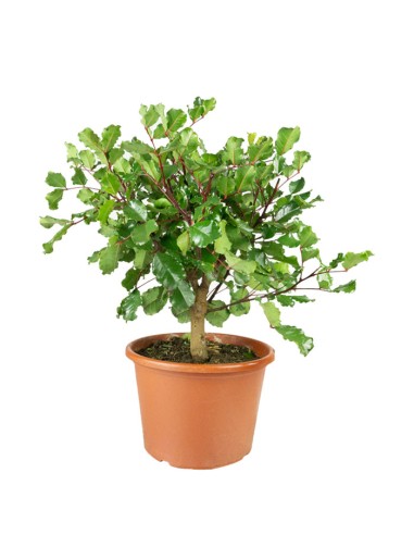 Carrubo pianta in vaso