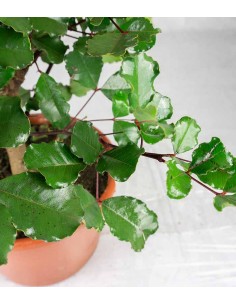 Carrubo pianta in vaso 2