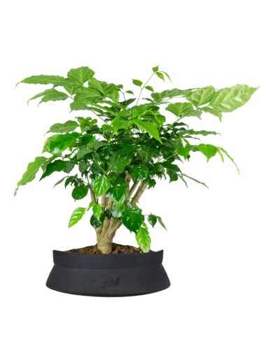 Radermachera Bonsai