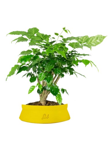 Radermachera Bonsai
