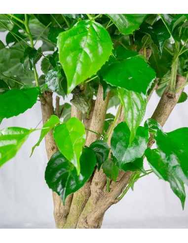 Radermachera Bonsai