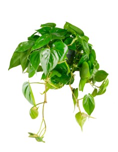 Philodendron Scandens