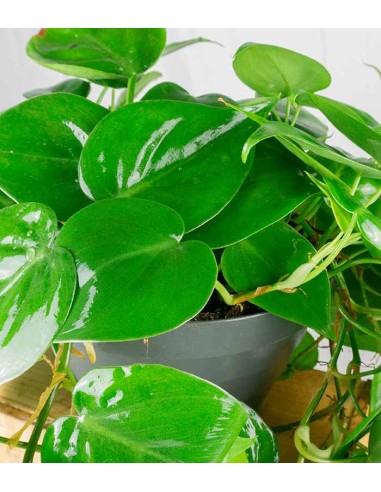Philodendron Scandens
