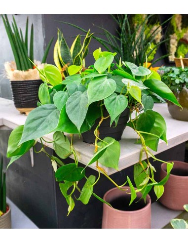Filodendro Scandens ricadente