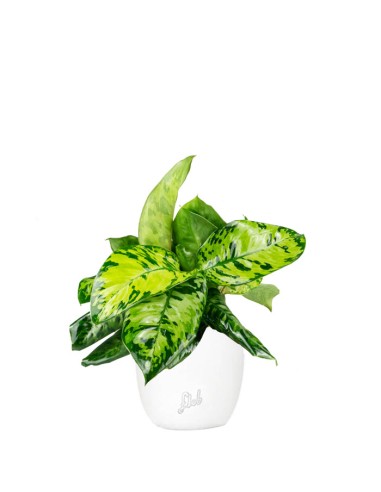 Homalomena rubescens variegata