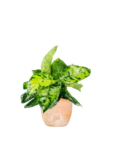 Homalomena rubescens variegata
