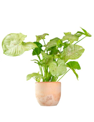 Syngonium variegato Podophyllum