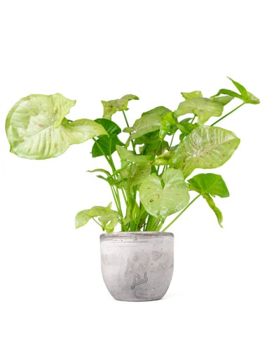 Syngonium "Milk Confetti"