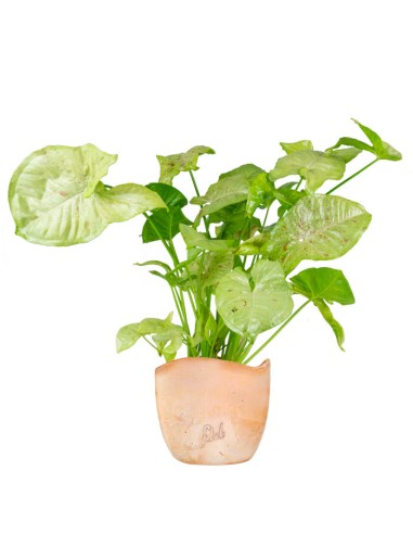 Syngonium variegato Podophyllum
