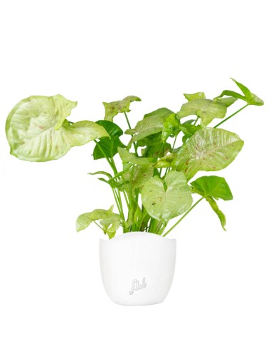Syngonium variegato Podophyllum