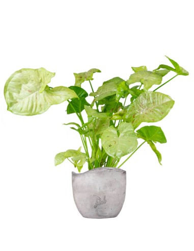Syngonium "Milk Confetti"