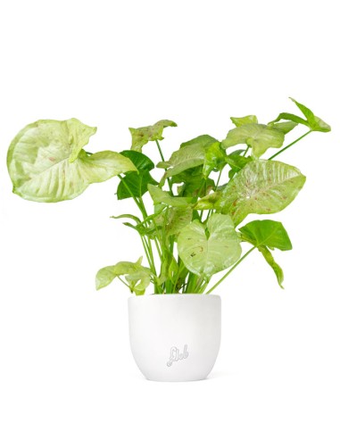 Syngonium variegato Podophyllum