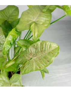 Syngonium variegato... 2
