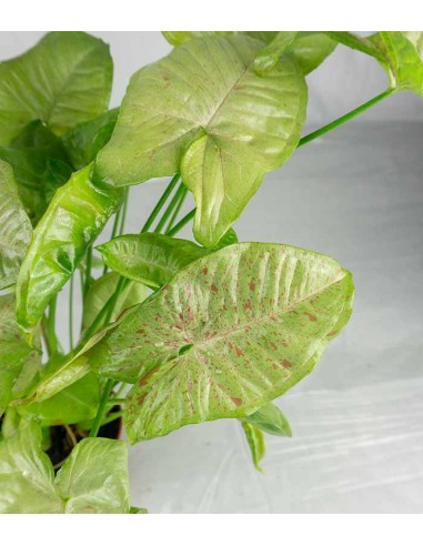 Syngonium variegato Podophyllum
