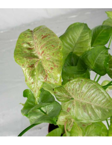 Syngonium "Milk Confetti"