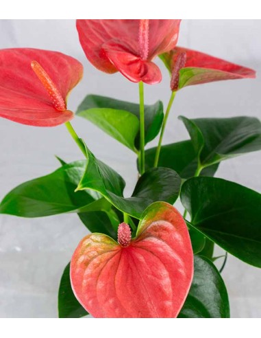 Anthurium Rosa Idroponica