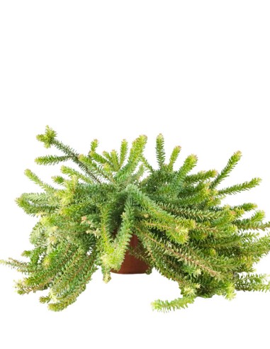 Grevillea lanigera