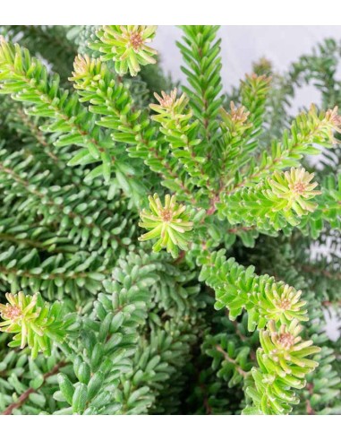 Grevillea lanigera