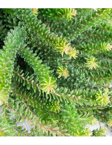 Grevillea lanigera