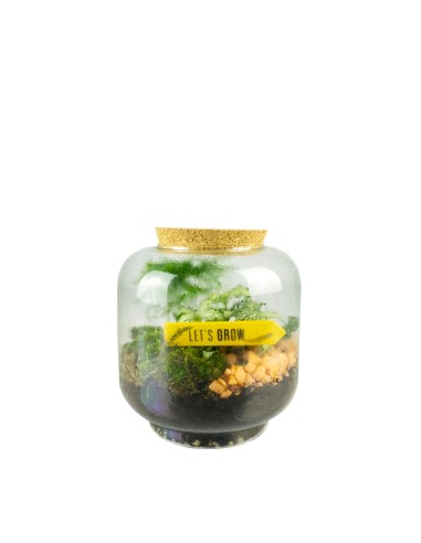 Mix piante in terrario "Let’s grow"