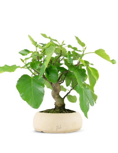Ficus Carica esemplare 1 | 12 anni