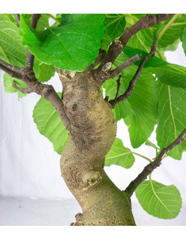 Ficus Carica esemplare 1 | 12 anni