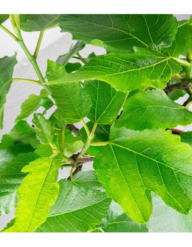 Ficus Carica esemplare 1 | 12 anni