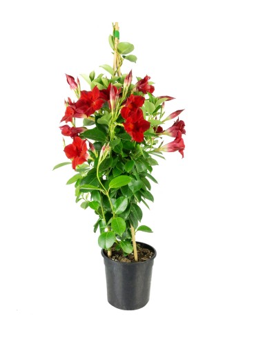 Dipladenia