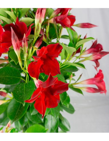 Dipladenia