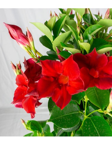 Dipladenia