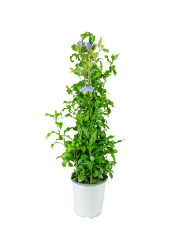 Plumbago