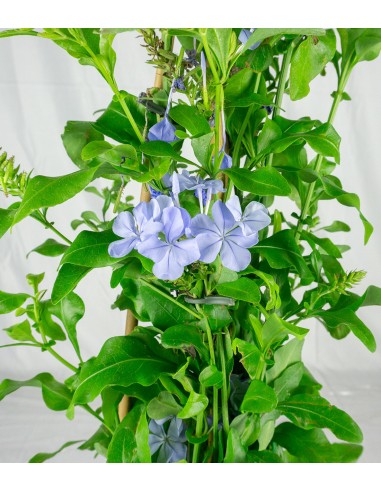 Plumbago