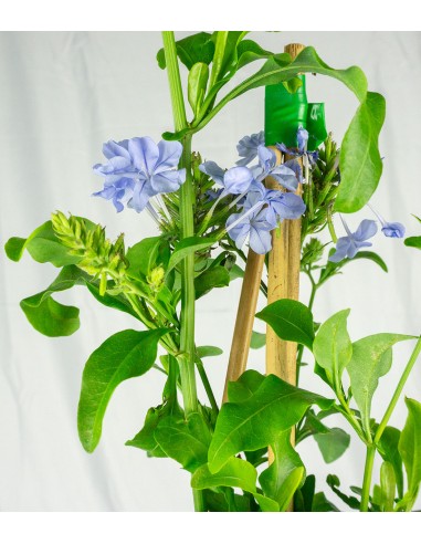 Plumbago