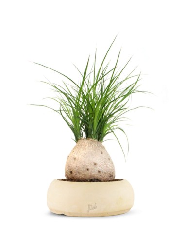 Beaucarnea Nolina