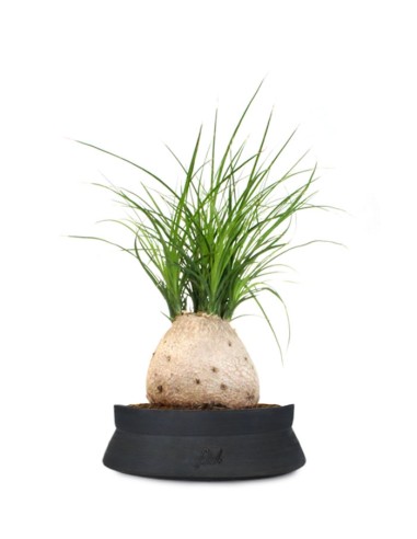Beaucarnea Nolina