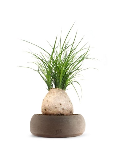 Beaucarnea Nolina