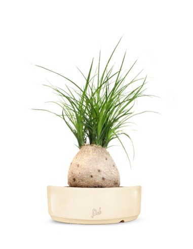 Beaucarnea Nolina
