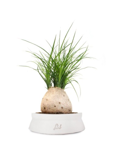 Beaucarnea Nolina