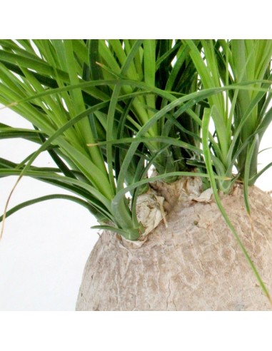 Beaucarnea Nolina