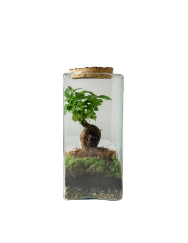 Ficus Ginseng in terrario 26 cm