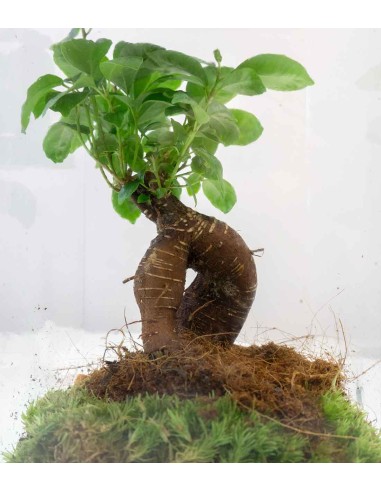 Ficus Ginseng in terrario 26 cm