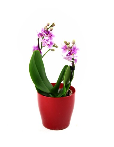 Orchidea rosa vaso rosso